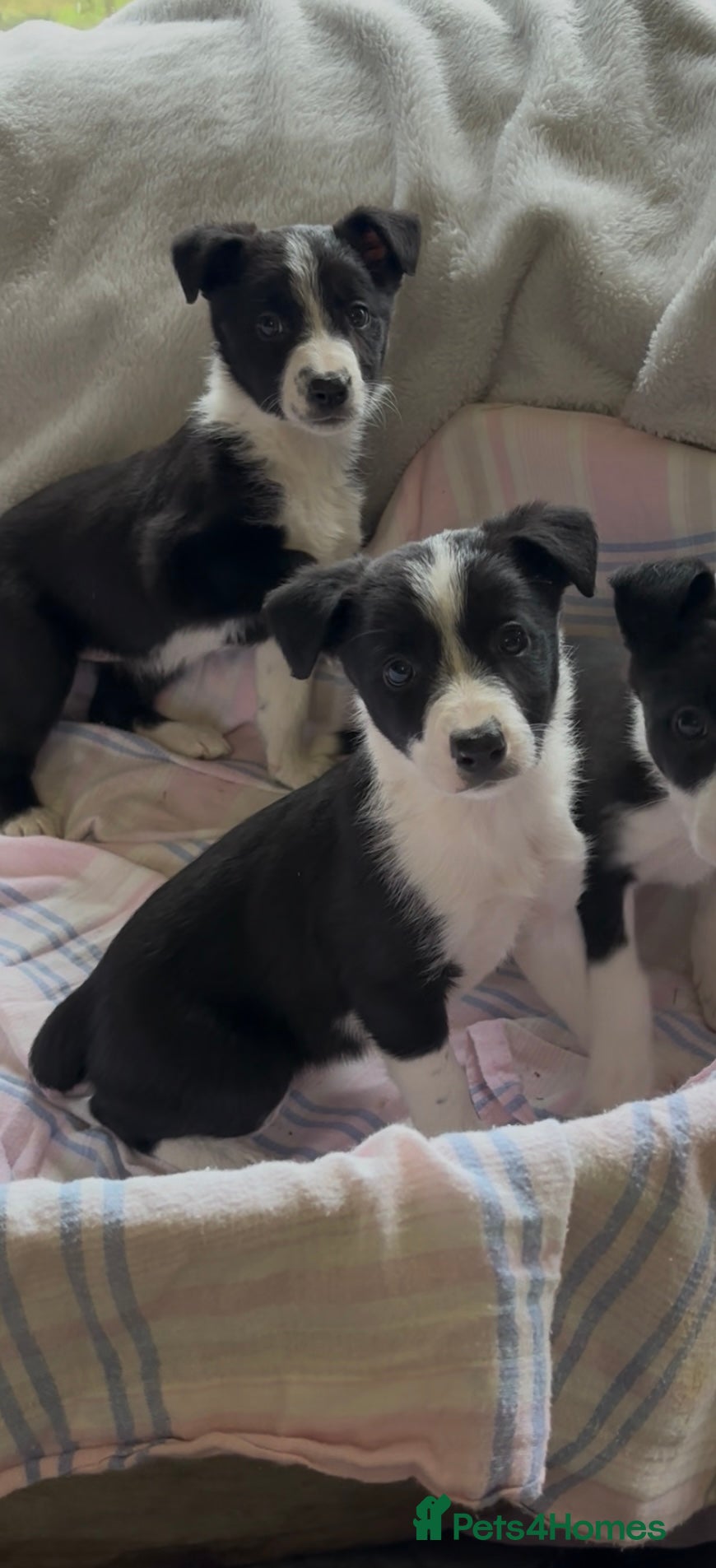 Border Collie dogs Border Collie Puppies - Advert 6