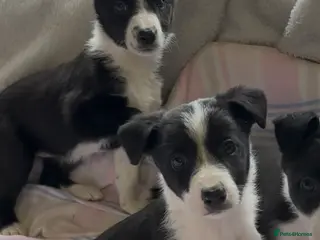 Border Collie dogs Border Collie Puppies - Advert 6