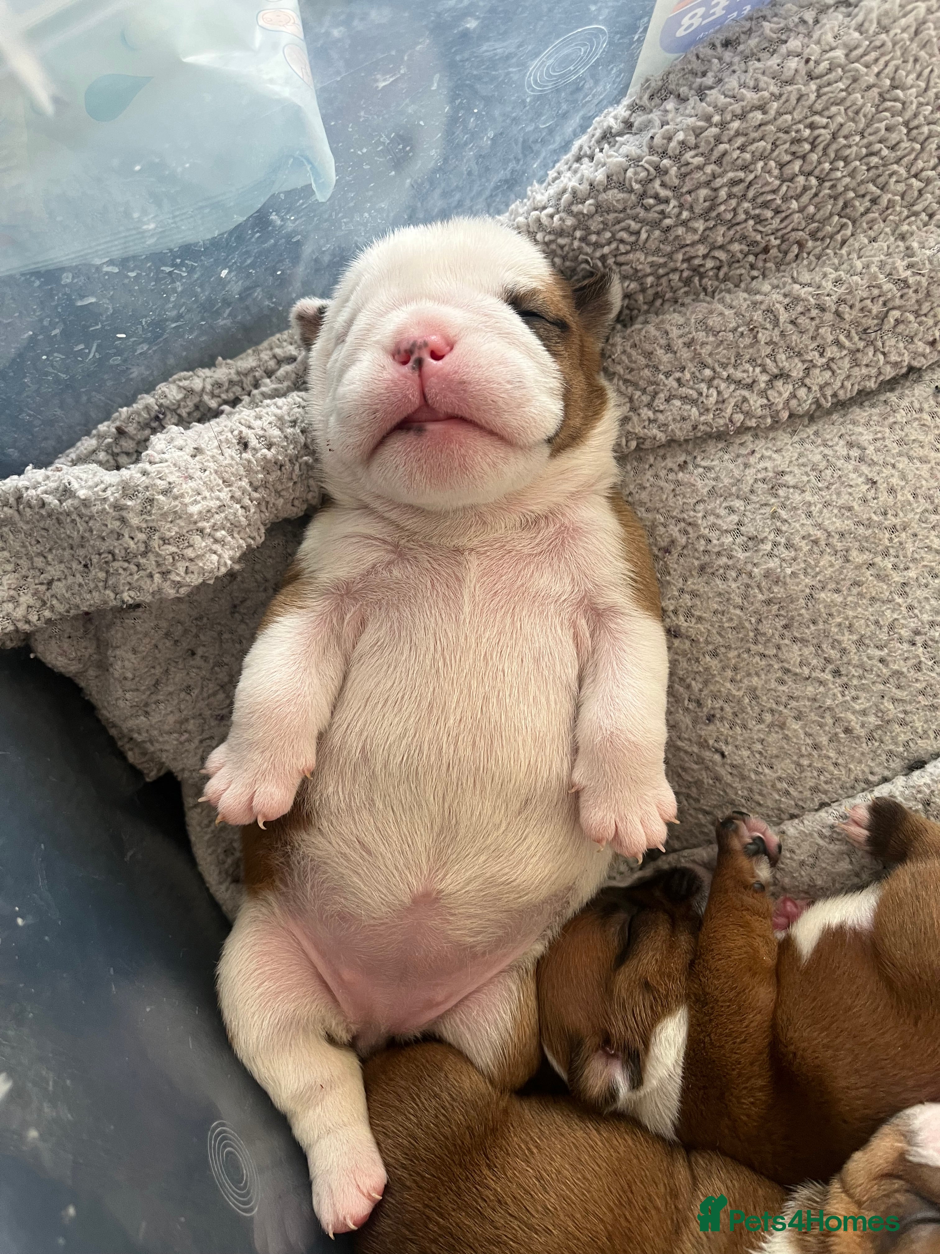 English Bulldog dogs 5 standard bulldogs silver health tested parents  - Advert 2