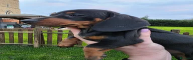 Dachshund 9