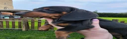Dachshund dogs for sale: KC reg Standard Dachshund Puppies - Advert 3