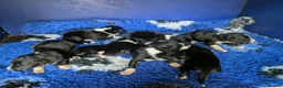 Border Collie dogs for sale: Isds registered border collie pups  - Advert 5