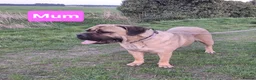 Cane Corso dogs for sale: Stunning cane corso pups - Advert 15