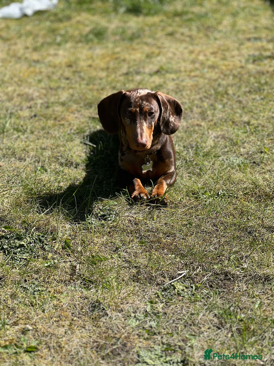 Dachshund dogs for stud: Male Dachshund  - Advert 6