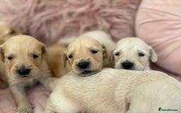 Golden Retriever dogs for sale: Beautiful GR Puppies – No Expense Spared! - Image 24