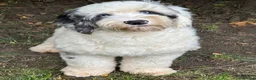 Sheepadoodle dogs for stud: Unique midi sheepadoodle hybrid stud - Advert 31