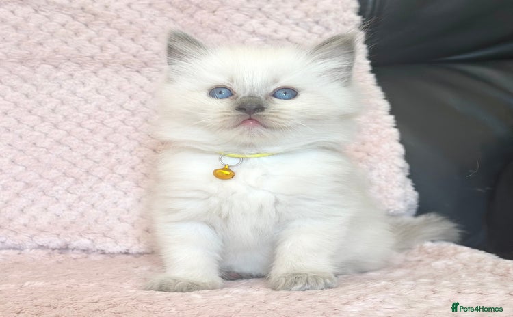 Ragdoll cats - Advert 1