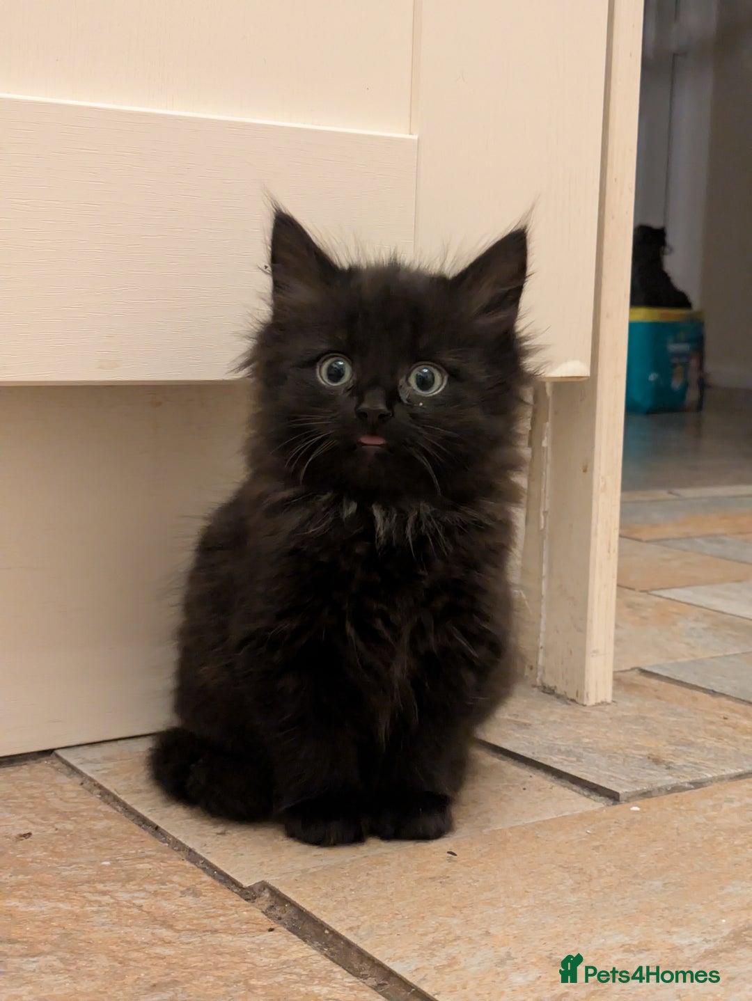 Mixed Breed cats for sale: Kittens  - Advert 3