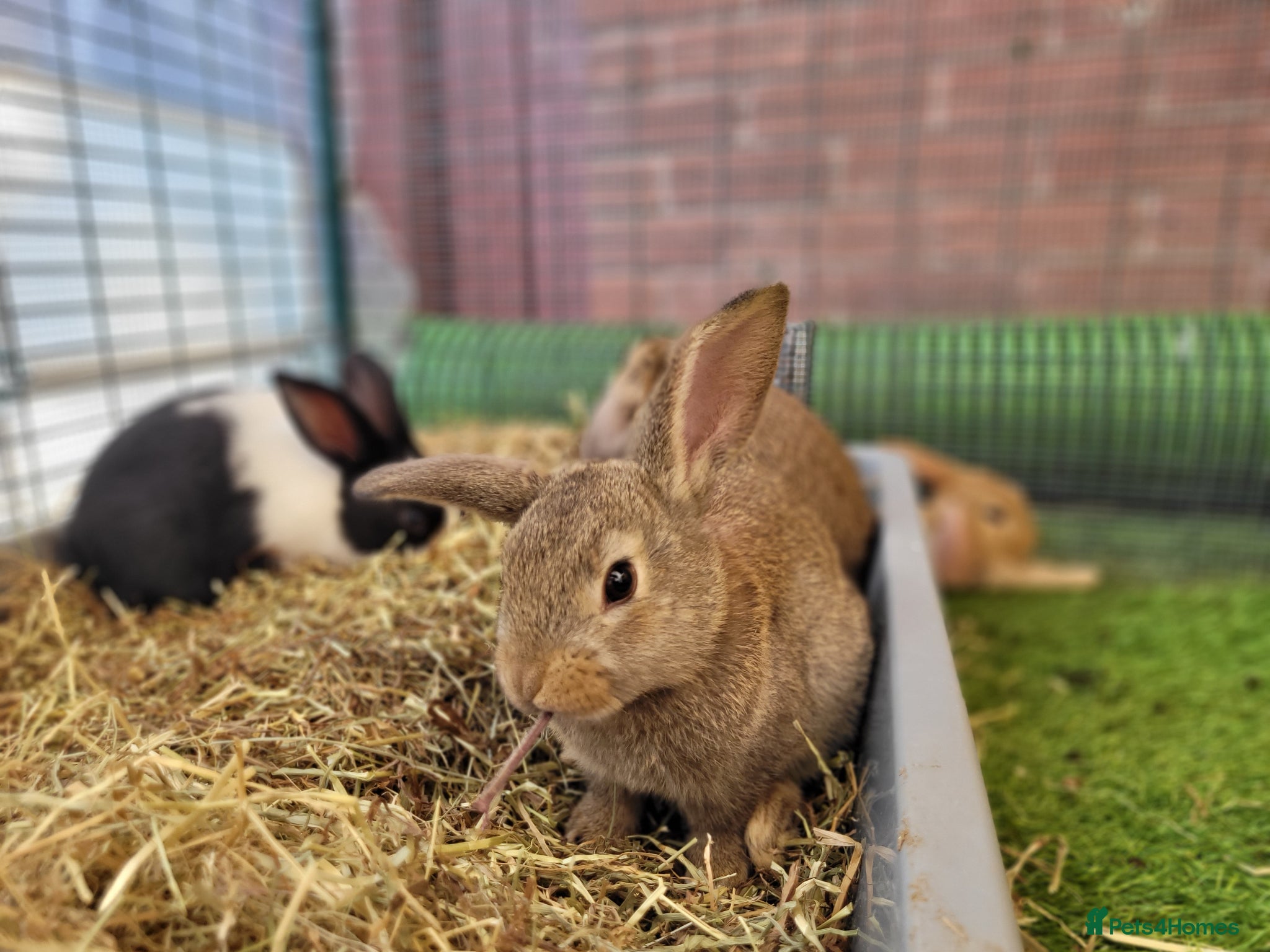 Mini Lop rabbits for sale: Adorable Mini Lop Mix Rabbits - READY JUNE 11TH - Advert 23