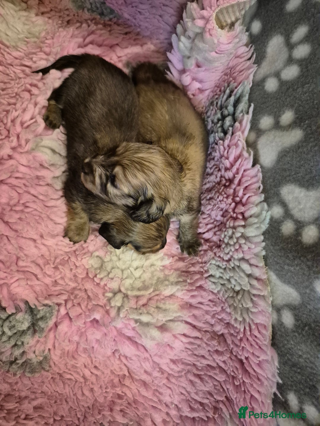 Dachshund dogs for sale: Kc boy dachshund  - Image 12