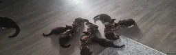 Mixed Breed cats for sale: Kittens, mixed selection  in Hatfield - Advert 3