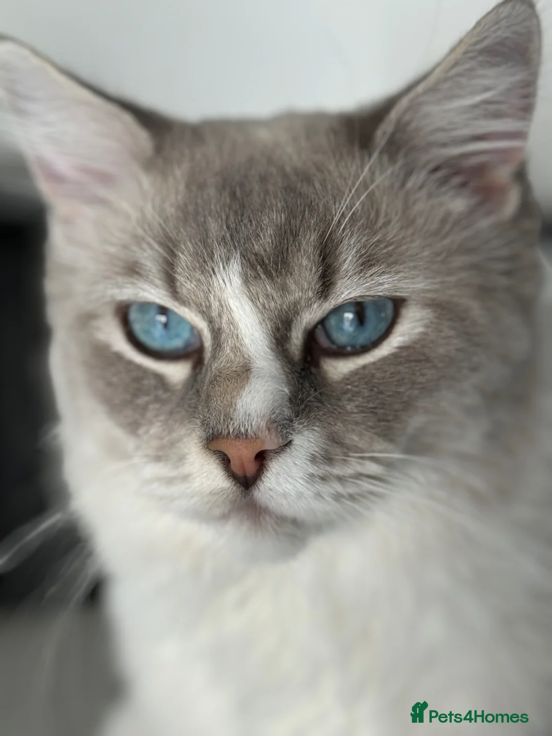 Ragdoll cats for stud: Beautiful GCCF Ragdoll Stud-Blue Tabby Mitted Bi - Advert 1