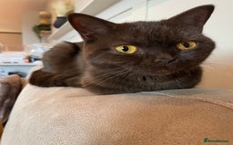 British Shorthair cats for sale: GCCF  black little girl remaining  - Image 7