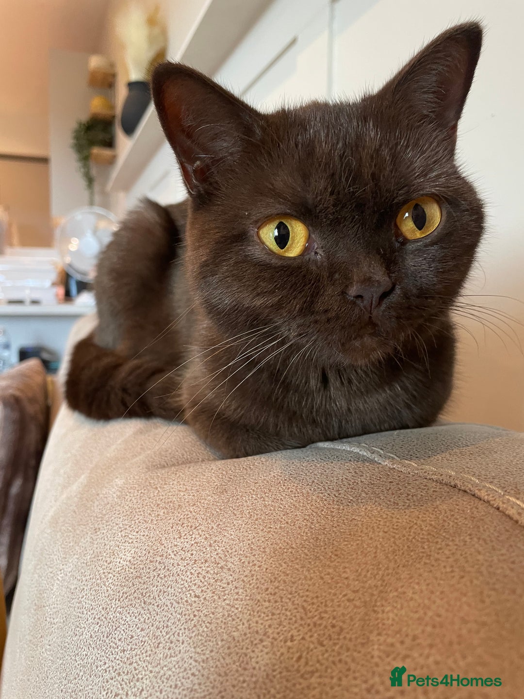 British Shorthair cats for sale: GCCF  black little girl remaining  - Image 7