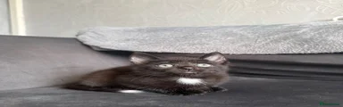 Handsome Domestic Shorthair Kitten