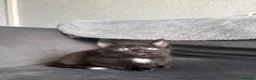 Domestic Shorthair cats for sale: 4 Adorable Domestic Shorthair Kittens - Advert 24