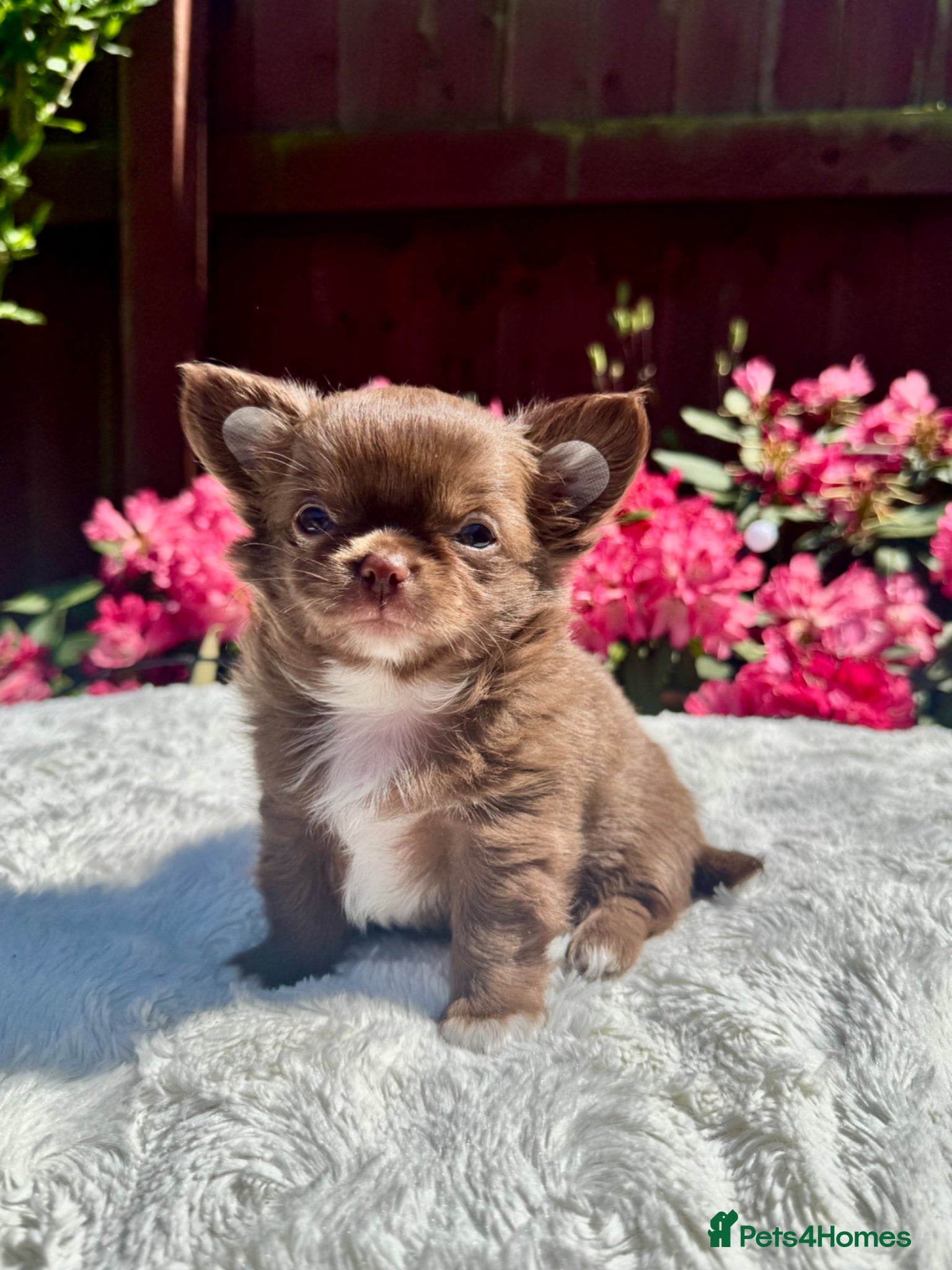 Chihuahua dogs 💙🤎 Unique KC LC Choco Chihuahuas, 2 Boys 🤎💙 - Advert 2