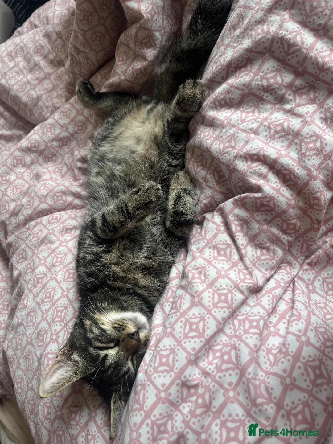 Mixed Breed cats for sale: male tabby cat - Advert 2