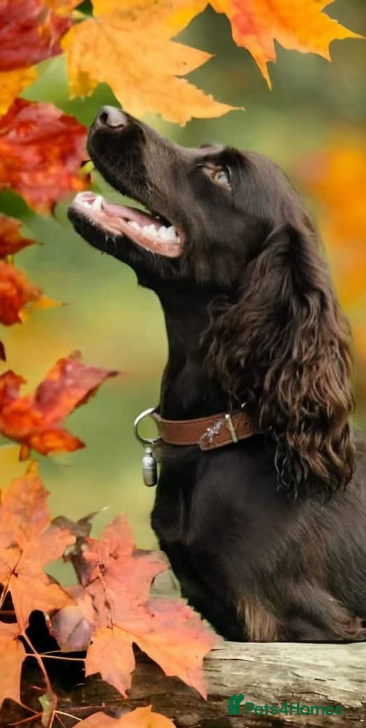 Cockapoo dogs BEAUTIFUL LITTER OF HEALTH TESTED COCKAPOOS 🩷 - Advert 1