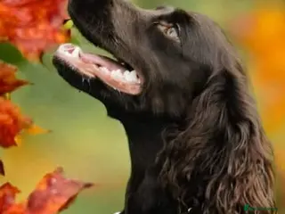 Cockapoo dogs BEAUTIFUL LITTER OF HEALTH TESTED COCKAPOOS 🩷 - Advert 1