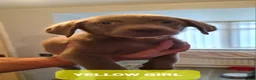Labrador Retriever dogs for sale: LABRADOR RETRIEVER (SILVER) FULL KC REG - Advert 32