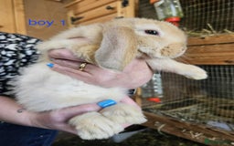 Mini Lop rabbits for sale: 8 mini lops forsale £50 each  - Image 9