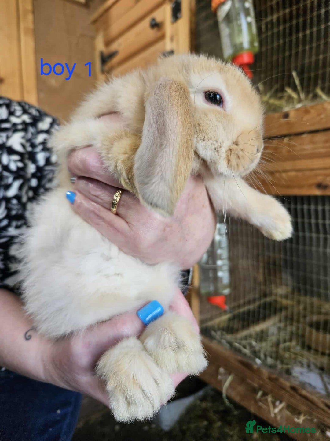 Mini Lop rabbits for sale: 8 mini lops forsale £50 each  - Image 9