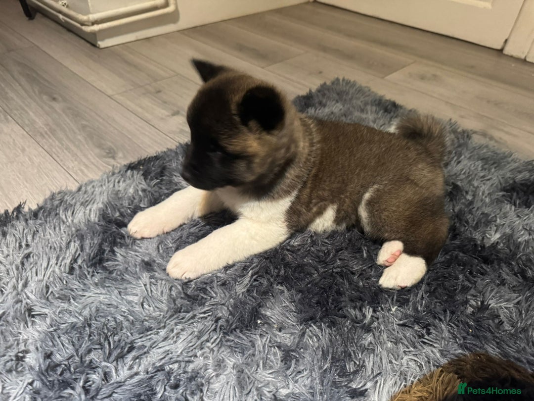 Akita dogs for sale: Bear faced American akitas puppies  - Advert 33