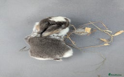 Mini Lop rabbits for sale: Beautiful mini lop bunnies 🐇🐰 - Image 3