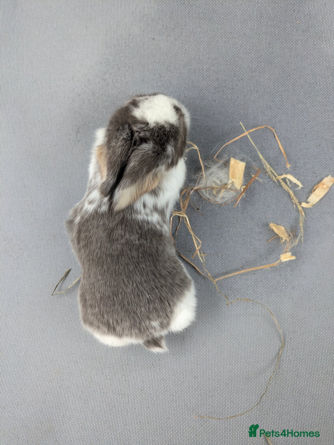 Mini Lop rabbits for sale: Beautiful mini lop bunnies 🐇🐰 - Image 3