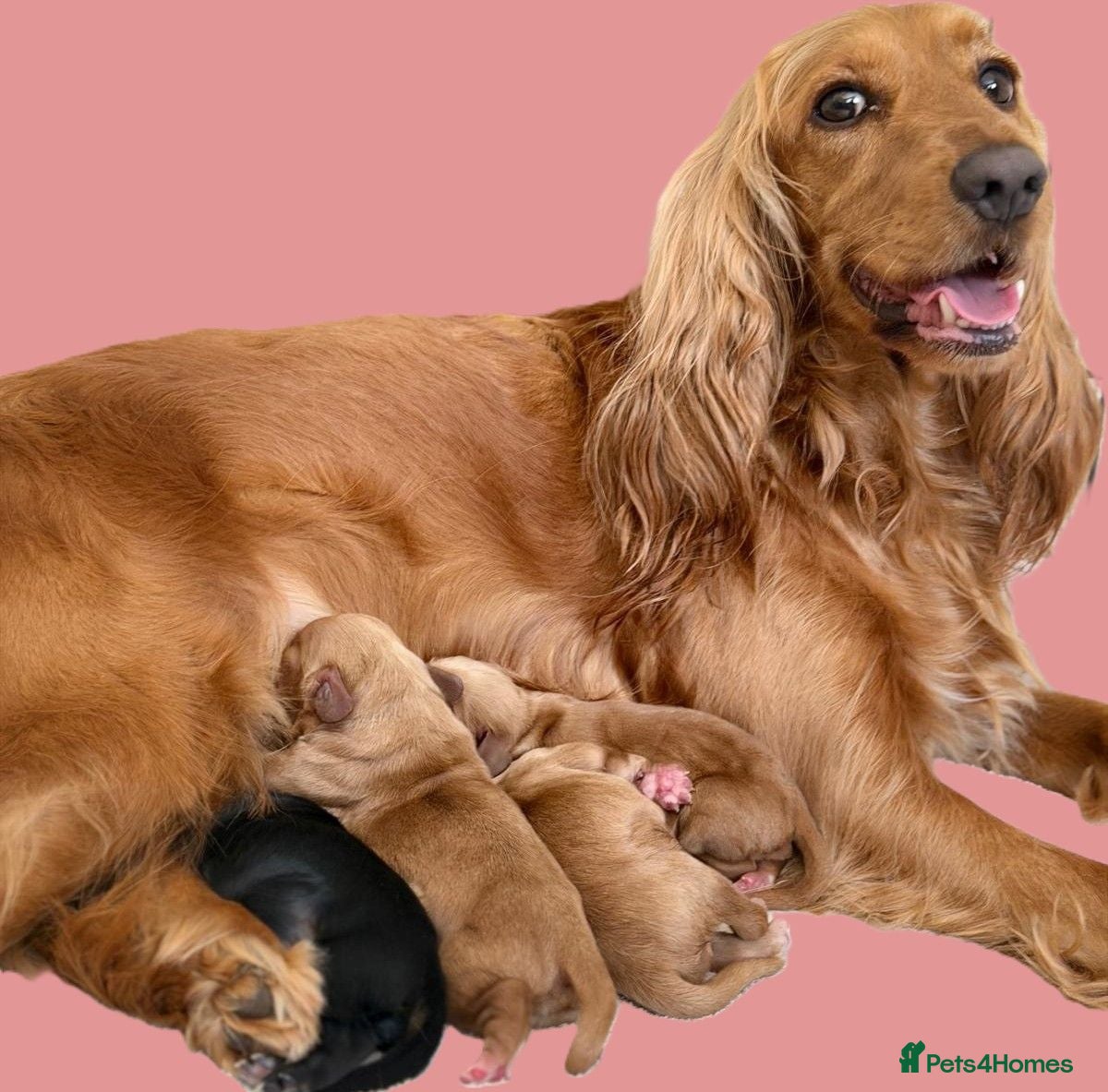 Cocker Spaniel dogs Cocker Spaniel puppies - Advert 11