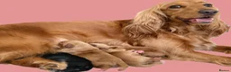 Cocker Spaniel dogs for sale: Cocker Spaniel puppies - Advert 1