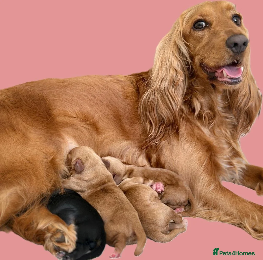 Cocker Spaniel dogs for sale: Cocker Spaniel puppies - Advert 1