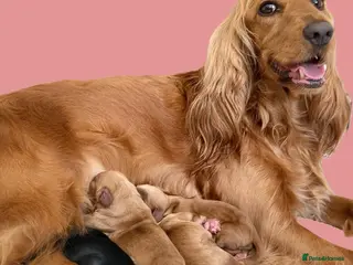 Cocker Spaniel dogs Cocker Spaniel puppies - Advert 4