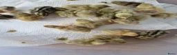 Quail poultry for sale: Button quail - Advert 2