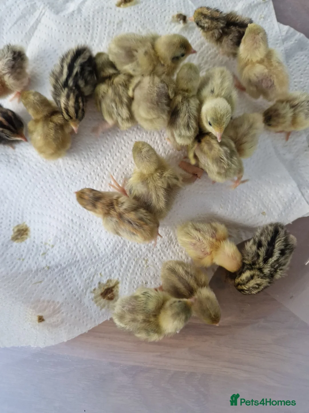 Quail poultry for sale: Button quail - Advert 2
