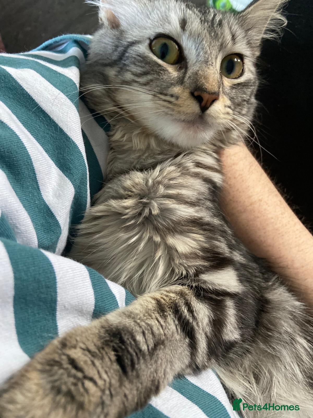 British Shorthair cats Beautiful kitten ready to go🐈❣️ - Advert 1