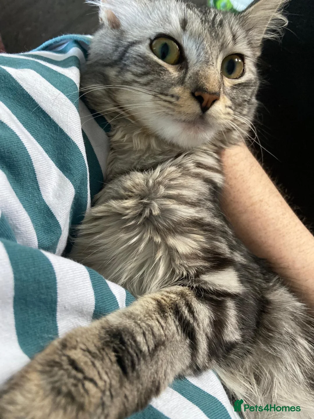 British Shorthair cats for sale: Beautiful kitten ready to go🐈❣️ - Advert 2