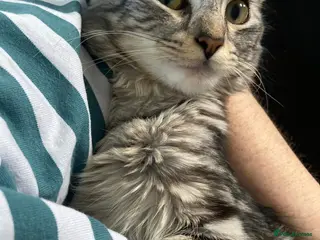 British Shorthair cats Beautiful kitten ready to go🐈❣️ - Advert 1