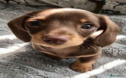Miniature Dachshund dogs for sale: Miniature dachshund  - Image 2