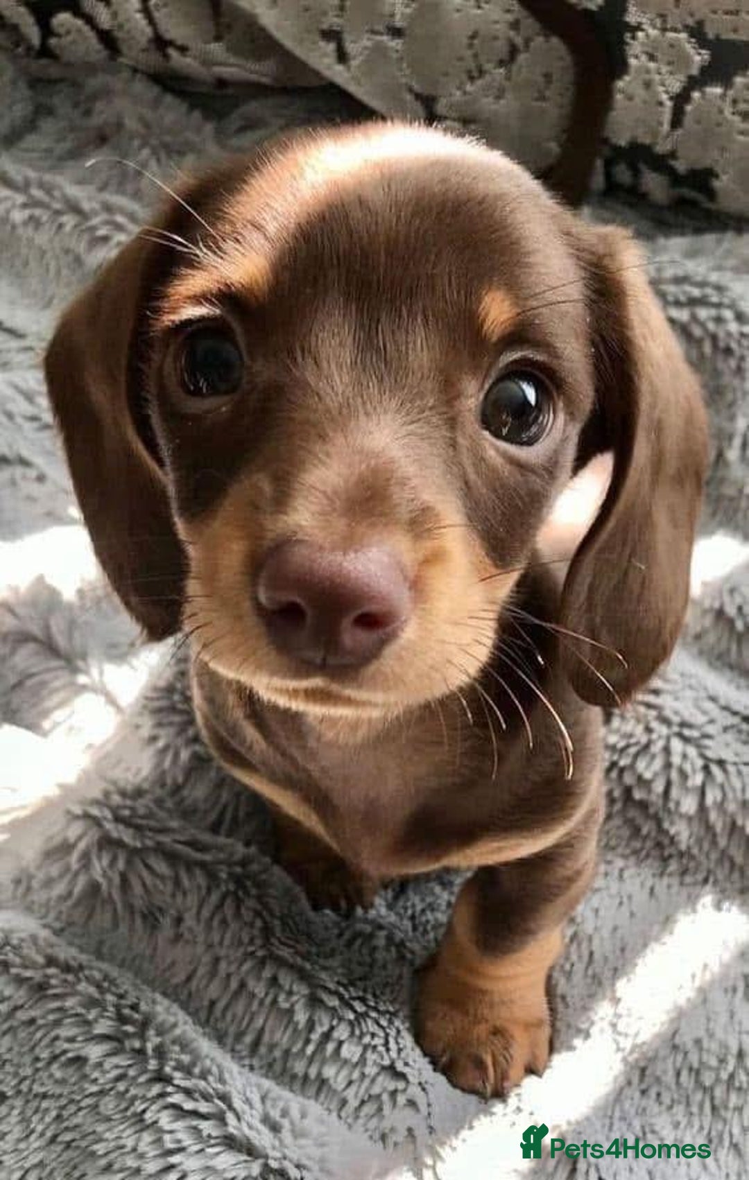 Miniature Dachshund dogs for sale: Miniature dachshund  - Image 2