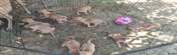 Lurcher dogs for sale: Lurcher pups  in Sturminster Newton - Advert 4