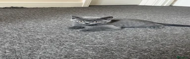 British Shorthair 1