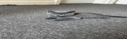 British Shorthair cats for sale:     British Shorthair Kittens  - Advert 6