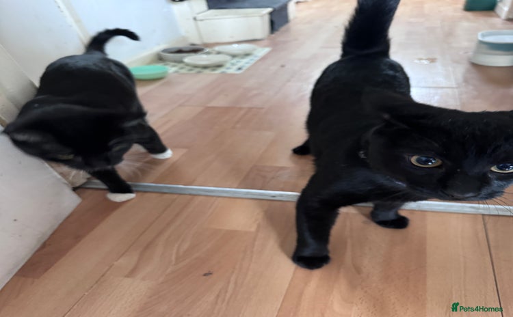 Mixed Breed cats - Advert 10