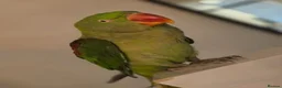 Parrots birds for sale: Alexandrin parrot for rehome. in Leeds - Advert 6