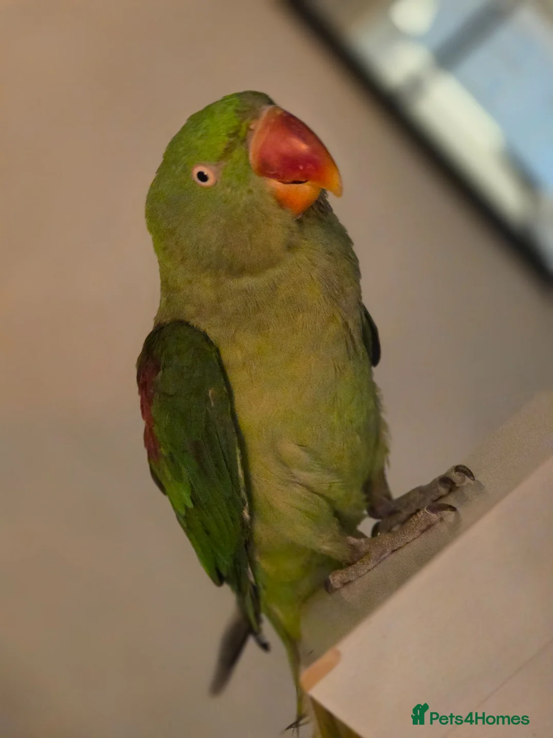Parrots birds for sale: Alexandrin parrot for rehome. in Leeds - Advert 6