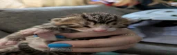 Mixed Breed cats for sale: Four stunning kittens - Advert 23