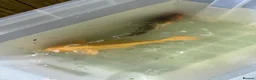 Koi Carp fish for sale: Mixed Koi Carp Golden Orfe Fish Collection - Advert 13