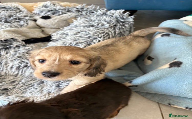 Dachshund dogs - Advert 12